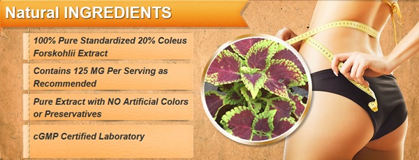 forskolin ingredients